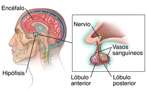 Vista lateral de una cabeza y un cuello con corte transversal del cerebro donde se observa la hipófisis. En el recuadro, se muestra un primer plano de la hipófisis.