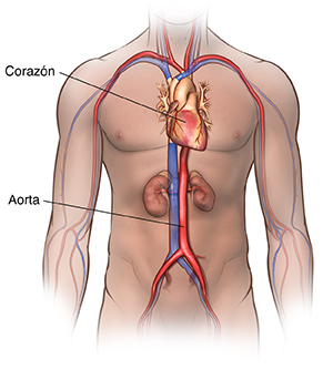 Vista frontal del contorno de un hombre donde se ven el corazón, los riñones y la aorta.