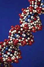 Fotografía de un modelo de una cadena de ADN magnificada
