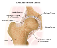 Ilustración de la anatomía de la articulación de la cadera