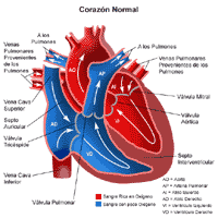 Anatomía del corazón, normal