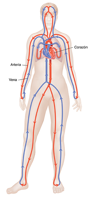 Vista frontal del cuerpo de una mujer donde se observan las arterias, las venas, el corazón, los pulmones y el sistema circulatorio cerrado.