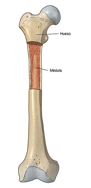 Imagen frontal del hueso de la pierna con un corte donde se muestra la médula ósea.