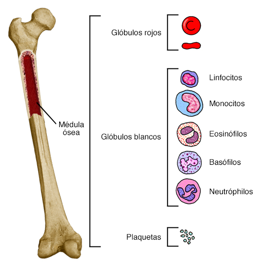 Anatomía de un hueso con células sanguíneas.